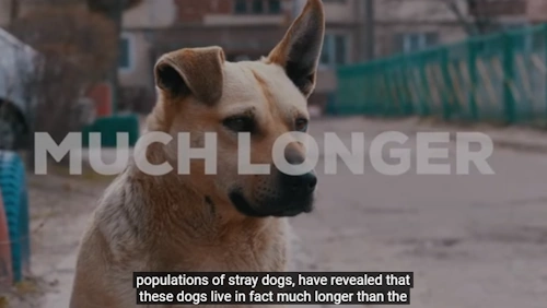 Noticed Something Strange in Your Dog&#39;s Health? It Could Be Nutrition!
